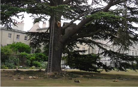 tree surgeon