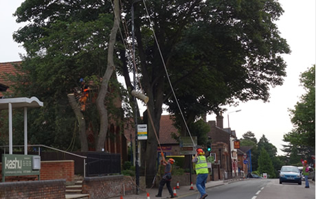 tree surgeons Hertfordshire